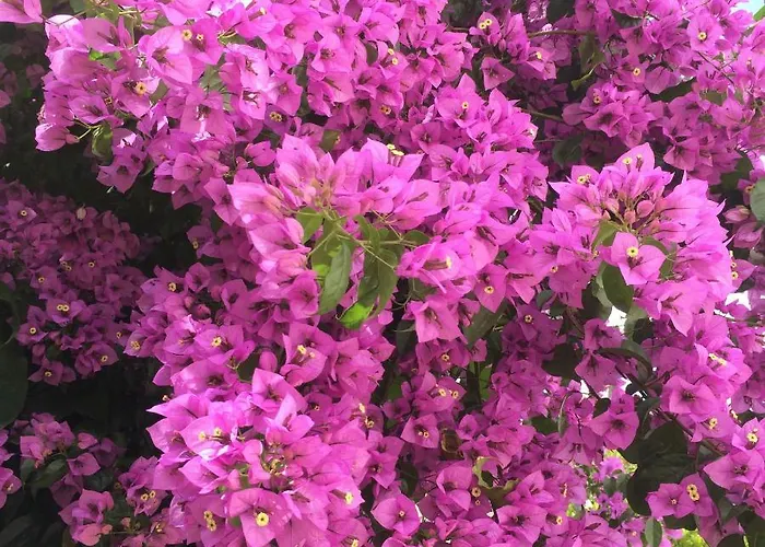 Apartmán Sobre Ribas 2|12